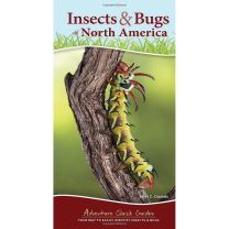 INSECTS & BUGS OF N. AMERICA
